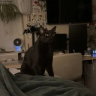 Iota