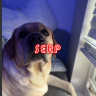 serp