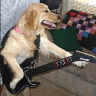 guitardog99