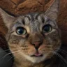 Nurse Benji